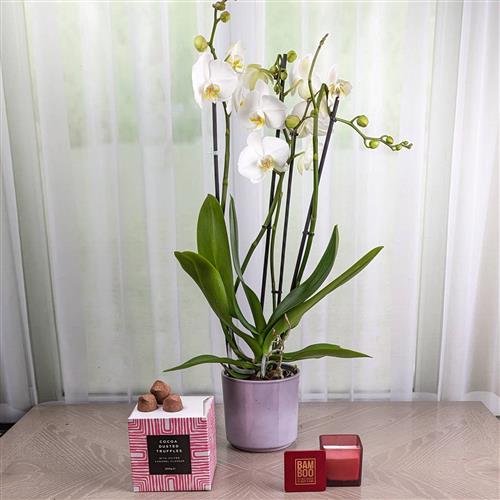 White Orchid Gift Set