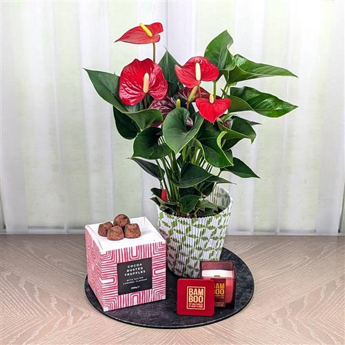  A Anthurium Candle &amp; Chocs