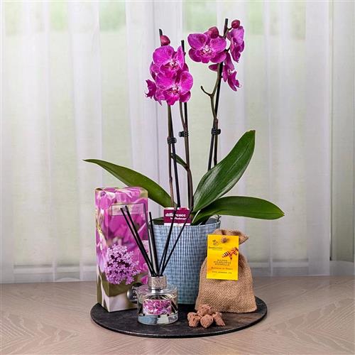 Orchid Diffuser &amp; Wild Flower Bombs