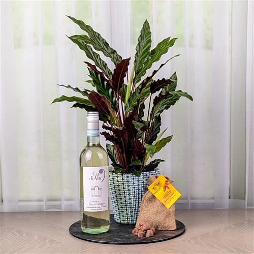 Calathea Plant White Wine &amp; Wild Flower Bombs