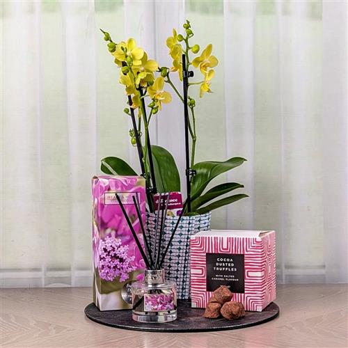 Orchid Diffuser &amp; Chocolates