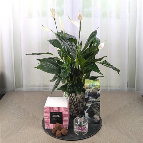 Peace Lily Chocs &amp; Diffuser