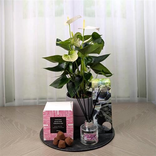 Anthurium Chocs &amp; Diffuser