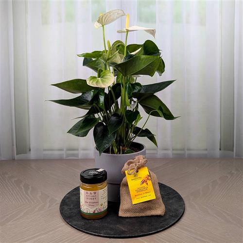 Anthurium Wildflower Gift set