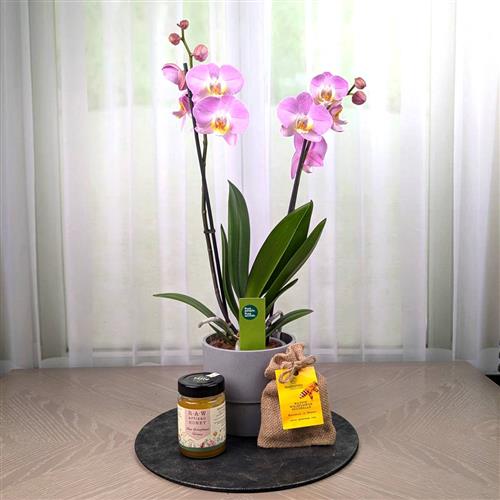 An Orchid Wildflower Gift Set