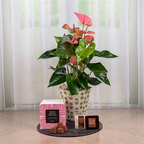  Pink Anthurium Candle &amp; Chocs