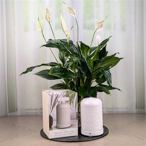  Peace Lily And Electronic Diffuser