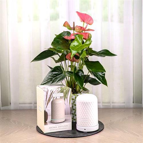 Pink Antherium &amp; Electronic Diffuser