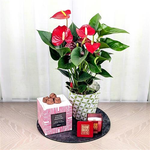 Red Anthurium Candle &amp; Chocs