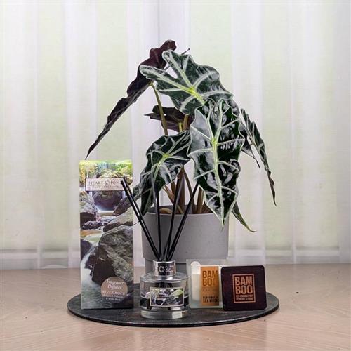  Alocasia Diffuser &amp; Candle