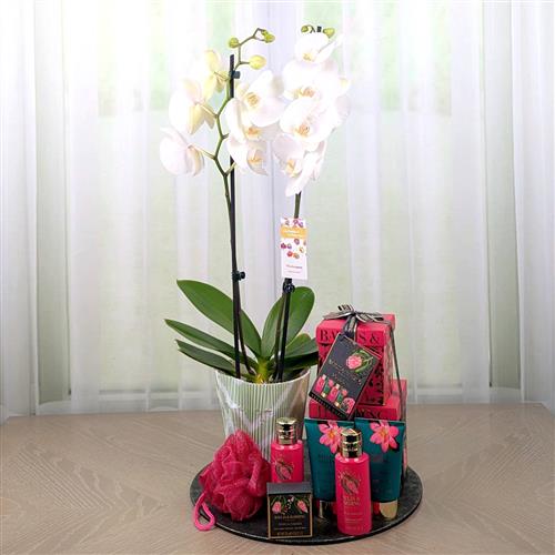 A Orchid &amp; Pampaer Gift Set