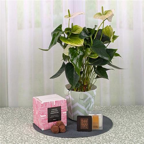 White Anthurium Candle &amp; Chocs