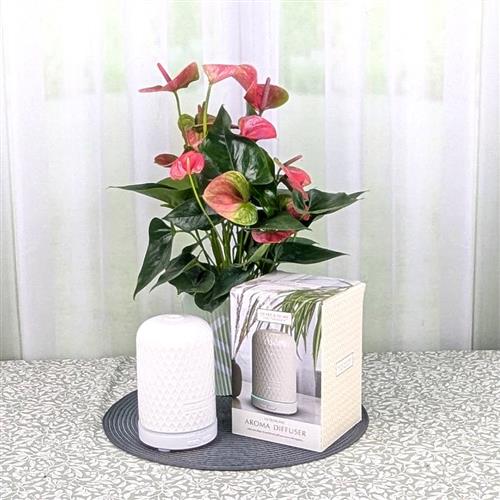  Pink Anthurium &amp; Electronic Diffuser