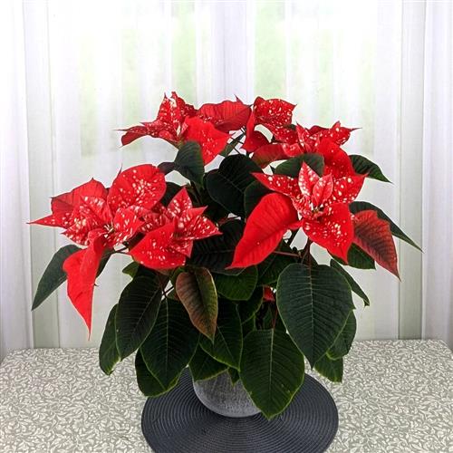 Varigated Poinsettia