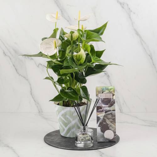 White Antherium &amp; Diffuser