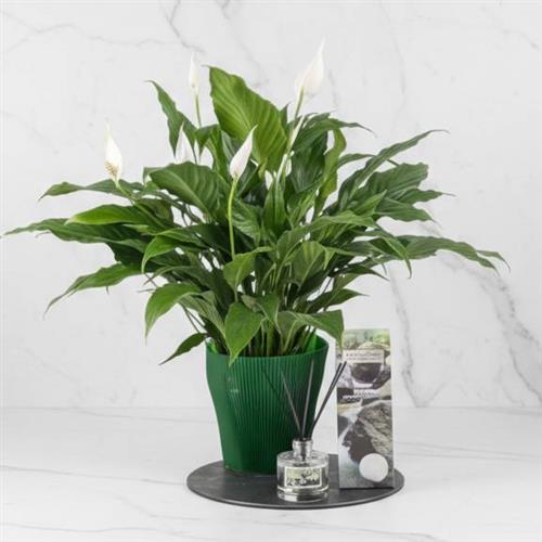 Large Peace Lily &amp; Diffuser