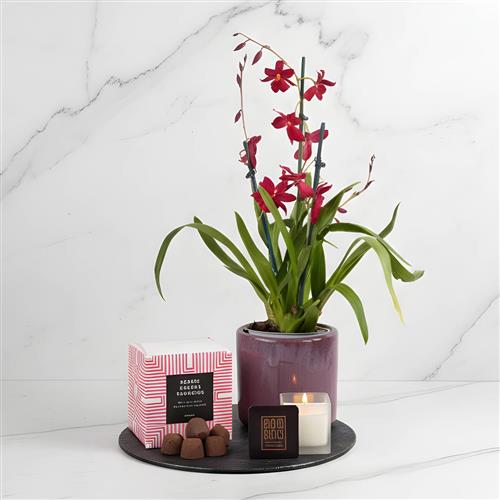 Cambria Orchid In Pot Gift Set