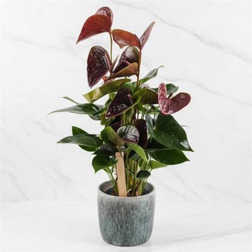 Anthurium Black Love In Pot