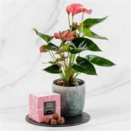 Pink Anthurium In Pot &amp; Chocs