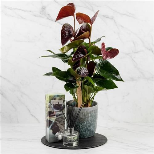 Anthurium Black Love In Pot &amp; Diffuser