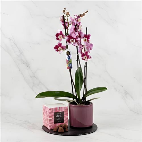 Orchid In Pot &amp; Truffles