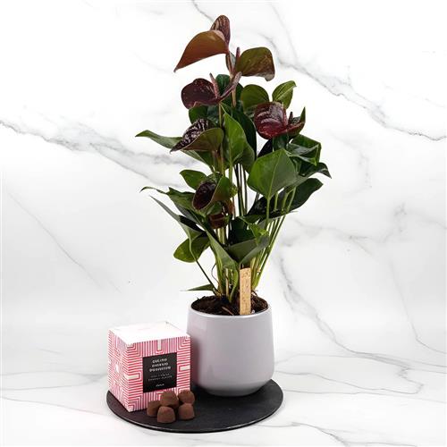 Anthurium Black Love Pot &amp; Truffles