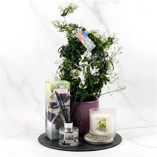 Scented Jasmin Gift Set