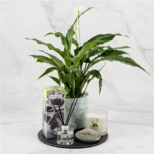 Peace Lily Diffuser &amp; 2 Wick Candle