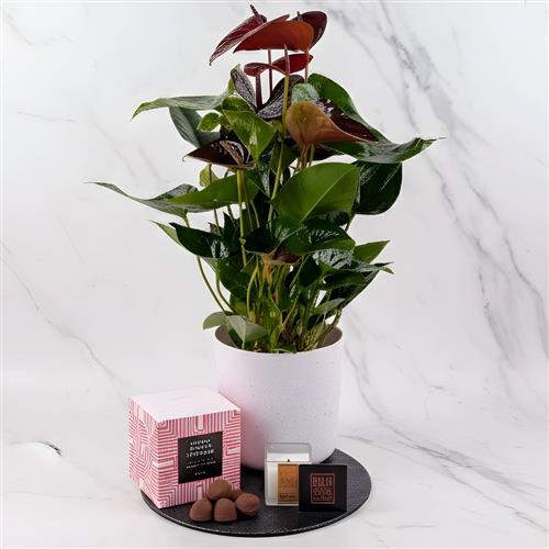 Black Love Anthurium Candle Chocs