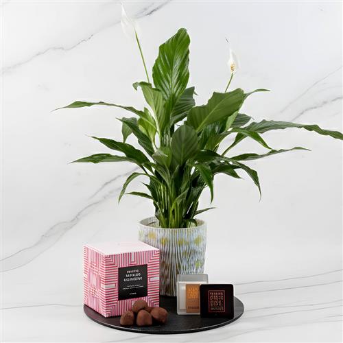 Peace lily Candle &amp; Truffles