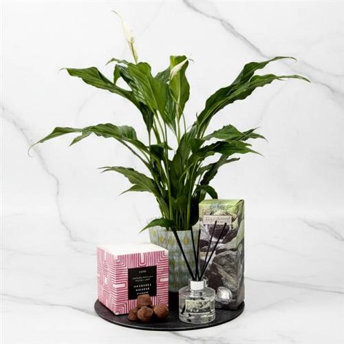 Peace Lily Chocs &amp; Diffuser