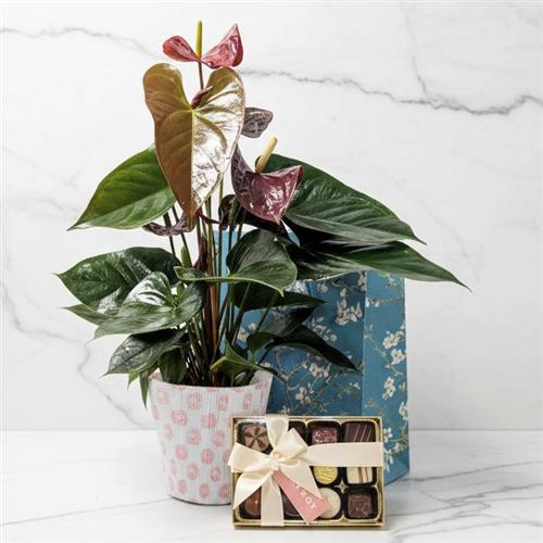 A Black Love Antherium &amp; Chocs