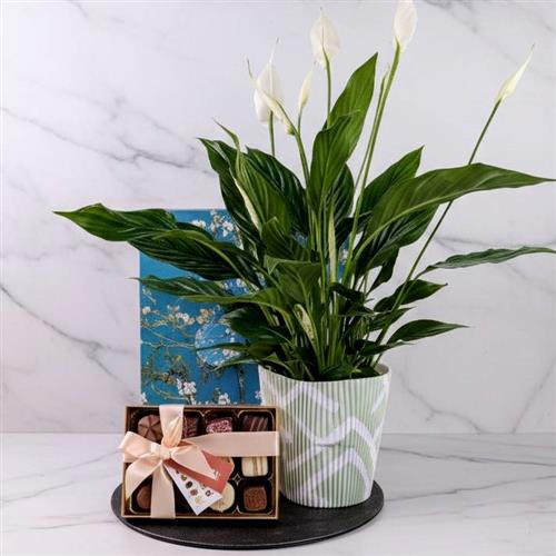 Peace Lily &amp; Chocolates Gift Bag