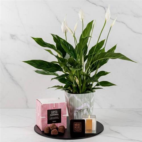 Peace lily Candle &amp; Truffles