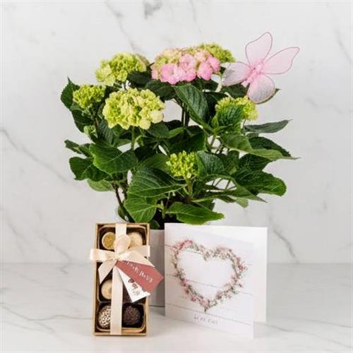 Hydranger In Pot Card &amp; Chocs