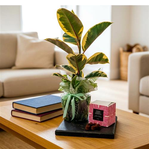 Rubber Plant &amp; Truffles