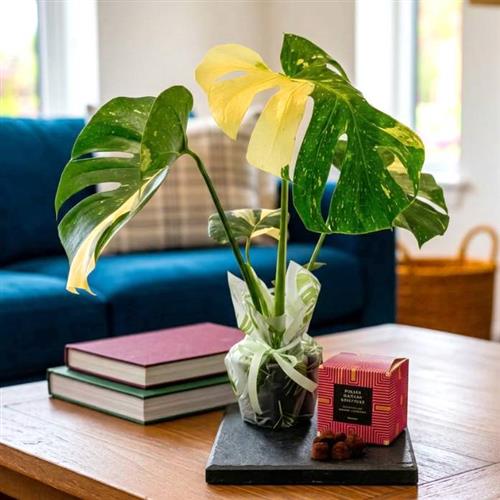 Varigated Cheese Plant &amp; Truffles