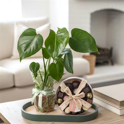  A Cheese Plant &amp; Luxury Chocolates