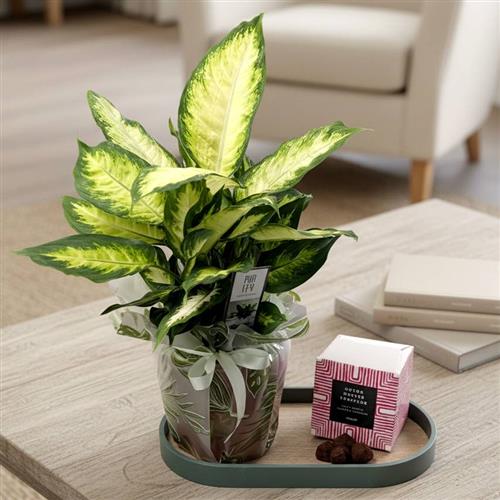 Dieffenbachia &amp; Truffles