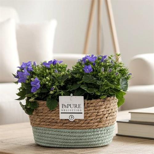 Campanula Basket
