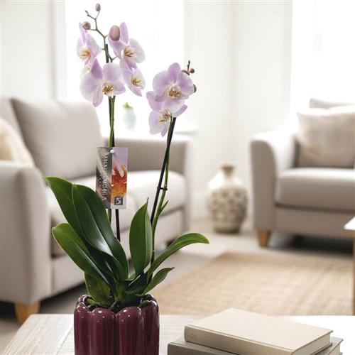 Orchid in a Ceramic Pot