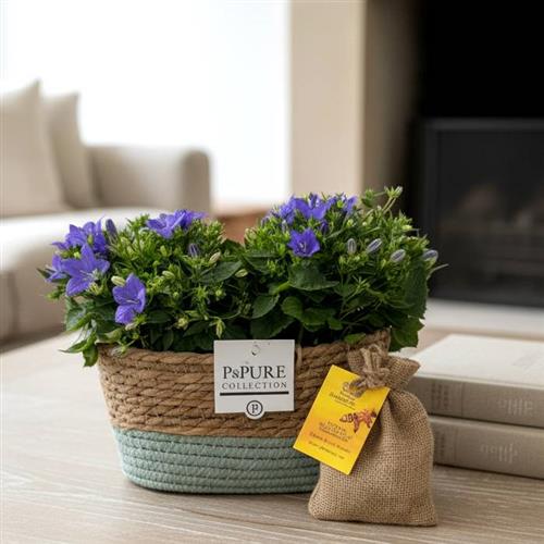 Campanula Basket &amp; Wild Flower Bombs