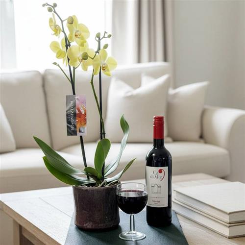 Orchid In Pot &amp; Red Wine