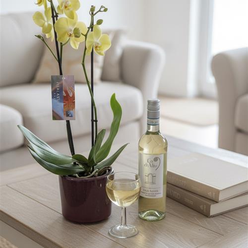 Orchid In Ceramic Pot &amp; Red Wine