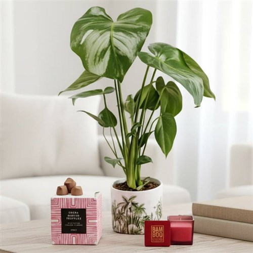 A Cheese Plant Candle &amp; Truffles